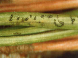 Thyriopsis halepensis