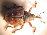Coeliodes ruber