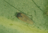 Ctenarytaina eucalypti