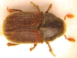 Phloeosinus aubei