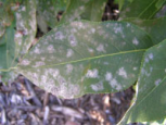 Phyllactinia guttata
